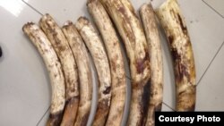 Peças de marfim apreendidas em Moçambique
