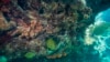 Los científicos crean un nuevo mapa mundial de los arrecifes de coral