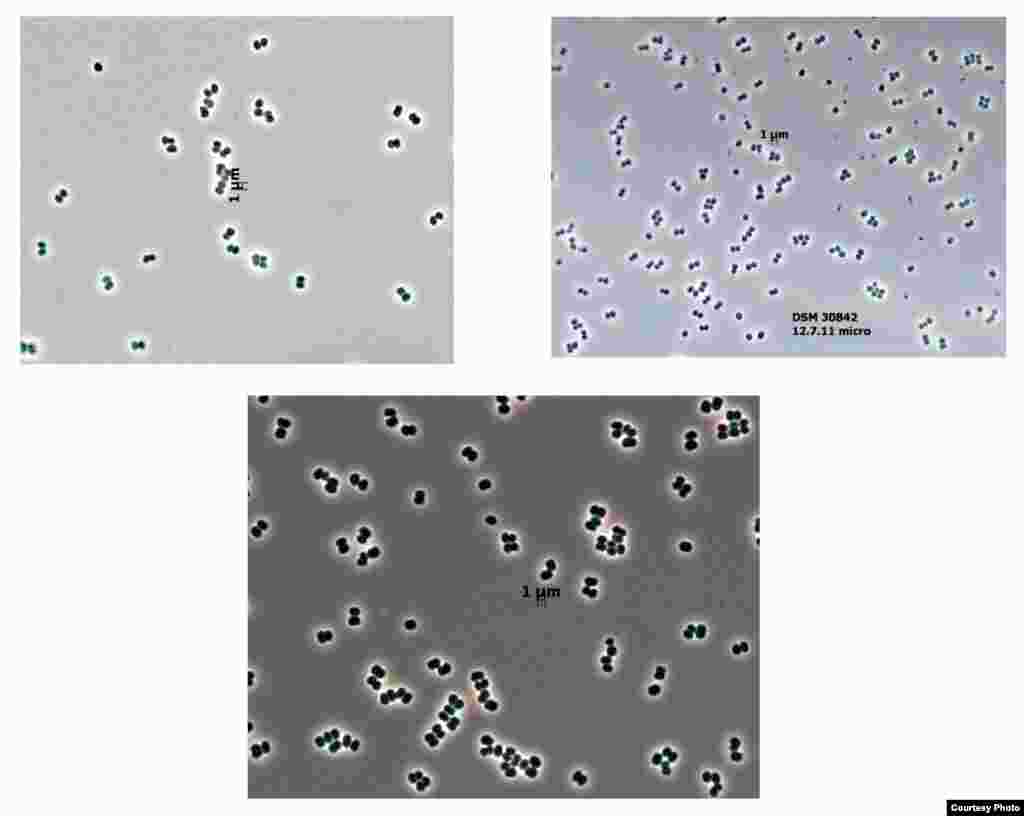 Found in rooms where spacecraft are assembled, this microbial species could potentially contaminate other planets that the spacecraft visit. It can tolerate extreme dryness; wide ranges of pH, temperature and salt concentration; and exposure to UV light or hydrogen peroxide. It was independently collected from so-called clean rooms in Florida and 4000 km away, in French Guiana. (Leibniz-Insitute DSMZ and Jet Propulsion Laboratory, California Institute of Technology)