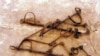 Enslaved Native Americans Played Central Role in 1600s New England Households