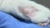 Mice Help Find the Right Chemotherapy Treatment for Cancer Patients
