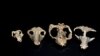 Post-apocalyptic Fossils Show Rise of Mammals After Dinosaur Demise