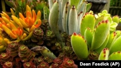 Des succulentes ou plantes grasses nécessitant peu d'entretien. Elles peuvent rester longtemps sans eau.