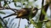 Burung Kicau Bisa Bantu Atasi Gangguan Bicara Manusia
