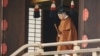 Kaisar Jepang Akihito pada upacara turun tahta di Tokyo, Jepang, Selasa (30/4). 