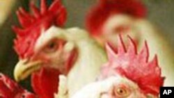 Consumo de frango em Moçambique aumenta 40 por cento ao ano