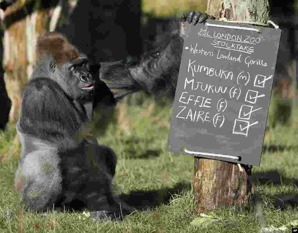 Kumbuka, a male silverback gorilla, inspects the keeper's chalk board in his enclosure at the London Zoo.