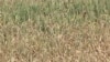 Shriveling US Crops Could Shrink Food Aid