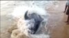 50 Pilot Whales Stranded on Indian Beach
