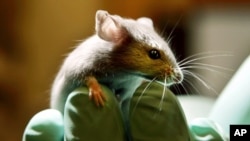 Une souris de laboratoire au Jackson Laboratory, à Bar Harbor, Maine, le 24 janvier 2006. (photo d'archives)