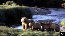 FILE - This undated image provided by the National Park Service shows a grizzly bear sow with three cubs inside Yellowstone National Park, Wyo. The grizzlies in and around Yellowstone Park were removed from the threatened list this summer.