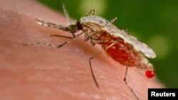 Mosquito transmissor da malária