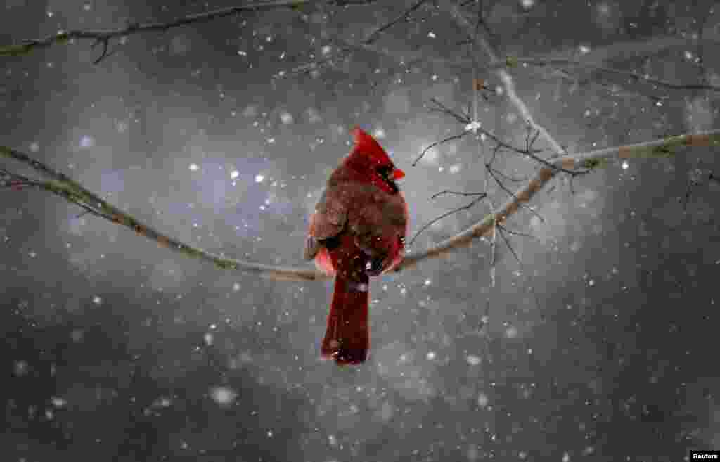 A Northern Cardinal sits on a tree branch in falling snow in the New York City suburb of Nyack, New York, Jan. 21, 2014. A fast-moving winter storm was forecast to dump as much as a foot of snow on the northeastern United States with winter storm warnings and advisories issued from the central Appalachian Mountains north to southern New England.