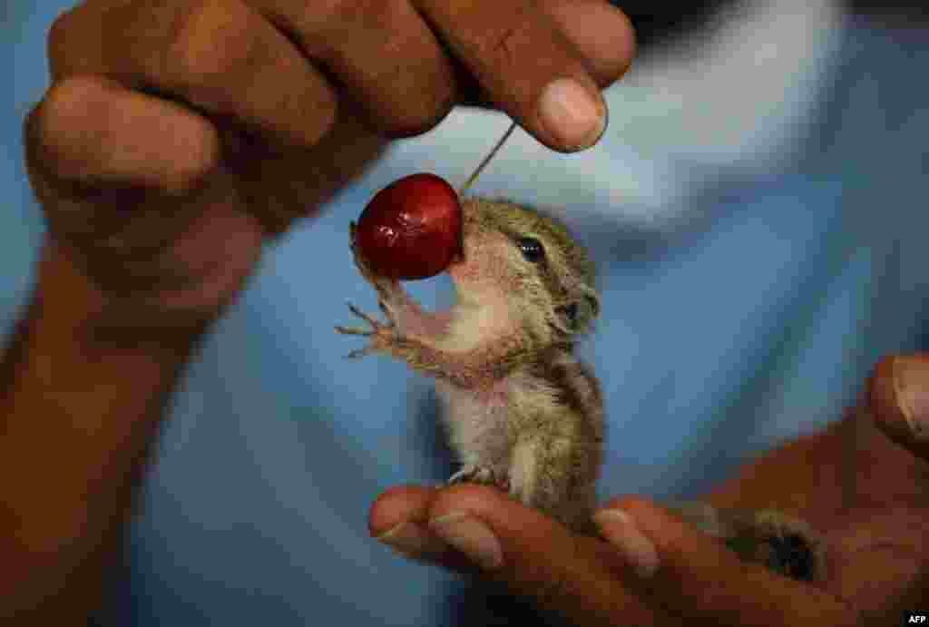 Seorang memberi makan buah cherry kepada seekor anak tupai di New Delhi, India.