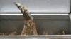 US Charges California Auctioneer with Smuggling Endangered Rhino Horn 