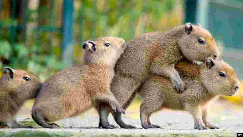 Beberapa ekor capybara terlihat bermain di kandang mereka di kebun binatang Hannover, Jerman.