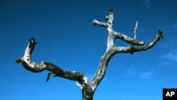 L'arbre de bois de fer Prosopis africana), séché au Sénégal. C'est l'un des nombreux arbres qui meurent à cause du changement climatique. (Photo de Patrick Gonzalez)