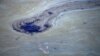 California Oil Spill Endangers Coastal Wildlife