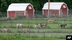 FILE - Greyhounds run in their pens at Alan Hill's kennel, May 26, 2006, near Radcliffe, Iowa.
