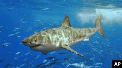 Great white shark bearing down on you? No worries, consult the "The Worst-Case Scenario Survival Handbook."