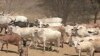 Insurance Initiative Could Protect Farmers Against Drought in Kenya