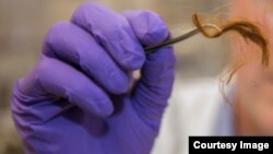 A researcher holds a sample of ancient hair. (Lawrence Livermore National Laboratories)