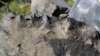 Montana Hunter's Find Leads to Discovery of Prehistoric Sea Creature