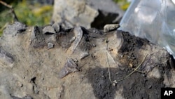 Foto yang diambil pada tanggal 14 Juli 2011 yang dibagikan oleh U.S. Fish and Wildlife Services menunjukkan pecahan tulang yang menonjol dari sisi atas dari serpihan batu adalah beberapa ruas tulang belakang plesiosaurus, di Suaka Margasatwa Nasional Charles M. Russell, Montana (foto: Marcus Hockett /USFWS via AP)