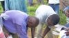 Harmless Fungus Protects African Crops from Deadly Strain