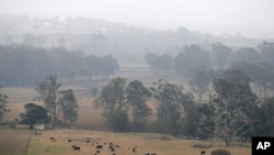 Smoke and rain mist mix in air as cattle graze below burnt grass fields near Milton, Australia, Jan. 5, 2020.