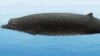 Confirman nueva especie de ballena