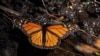 FILE - A monarch butterfly rests near a stream at Piedra Herrada sanctuary in the mountains near Valle de Bravo, Mexico, Jan. 4, 2023. 