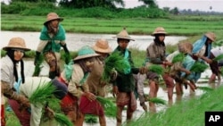 မြန်မာ့လယ်ယာလုပ်ငန်းခွင်က လယ်သူမတွေ လယ်စိုက်နေစဉ်။ 
