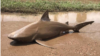 Cyclone Debbie Leaves Shark Behind