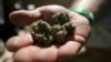 La legalización de la marihuana avanza en cinco estados