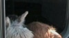 There are more than 4,000 American alpaca breeders who have helped increase the U.S. herd to close to 150,000 animals.