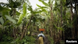Des centaines de millions d'être humains dépendent de la banane 