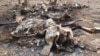 Poachers Kill 28 Forest Elephants in Cameroon