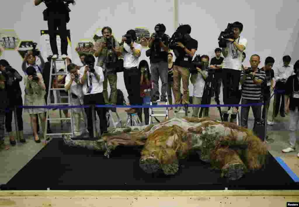 Woolly mammoth perempuan berusia 39.000 tahun yang ditemukan membeku di Siberia, Rusia dipamerkan di sebuah ruang pameran di Yokohama, selatan Tokyo, Jepang.