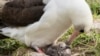 Why Is This Bird a 'Burden'?