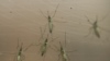13.000 infectados por el Zika en Colombia