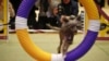 Cats Crashing Prestigious Westminster Dog Show? Not Exactly...