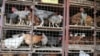 Scientists Produce Gene-Edited Chickens to Stop Spread of Flu Virus 