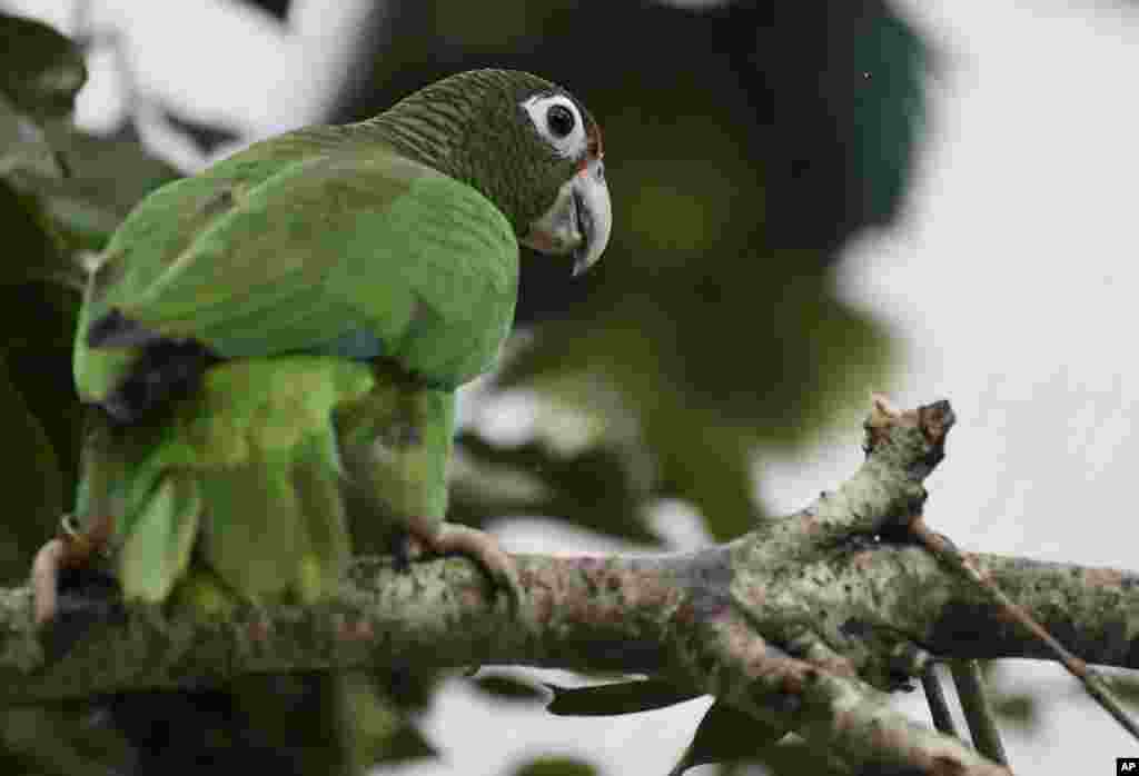 2018年11月6日,波多黎各鹦鹉(Puerto Rican parrot)在一个飞行笼内的树枝上。美国鱼类和野生动物管理局与林务局开展救助鹦鹉行动。