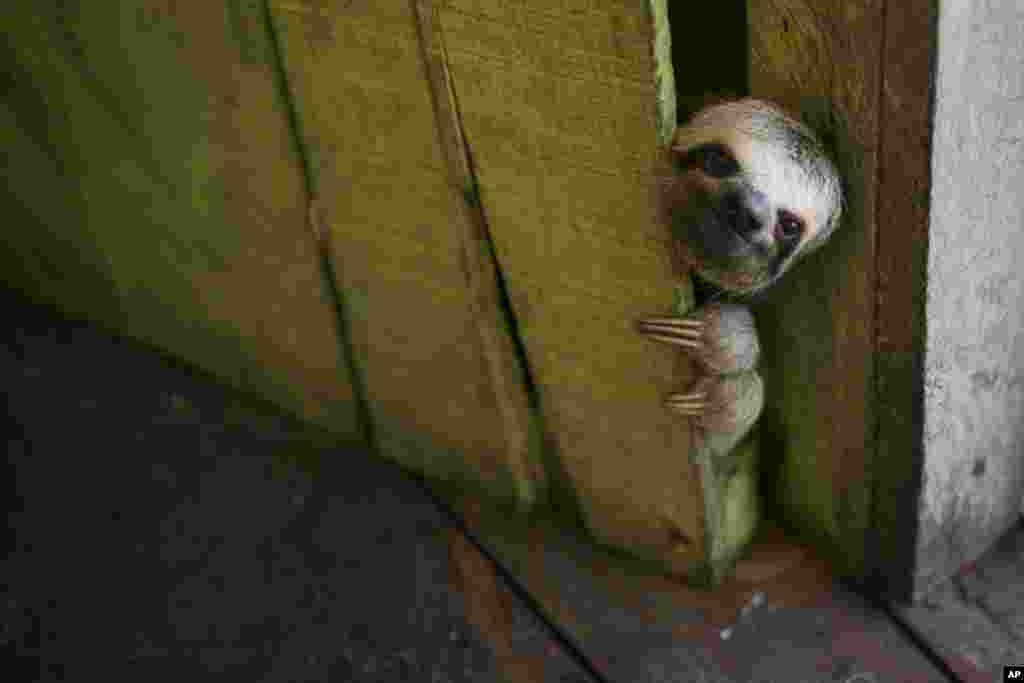 A sloth peeks out from behind a door on a floating house in the 'Lago do Janauari' near Manaus, Brazil, May 20, 2014.