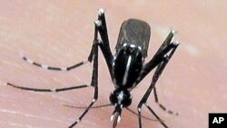 El Aedes albopictus, que se encuentra más en zonas rurales, ha sido llamado el mosquito más invasivo en el mundo y es capaz de sobrevivir en temperaturas más frías que el Aedes aegypti. Es conocido como transmisor del dengue y la chikunguya entre otras enfermedades.